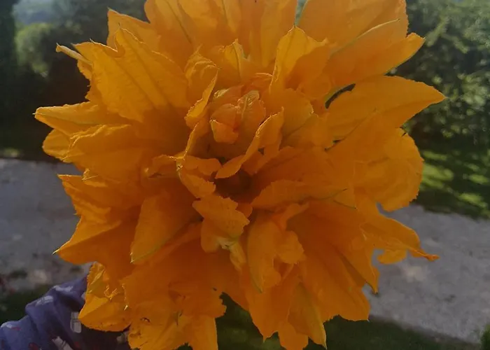 فندق مبيت وإفطار Georgerock